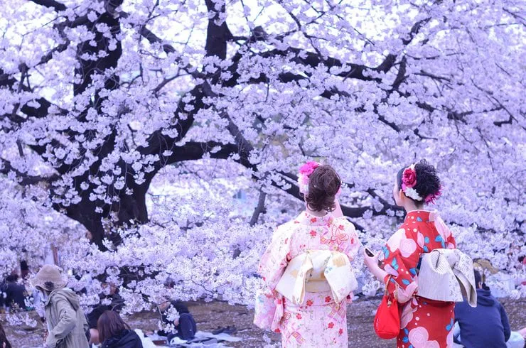 japan-hanami-season