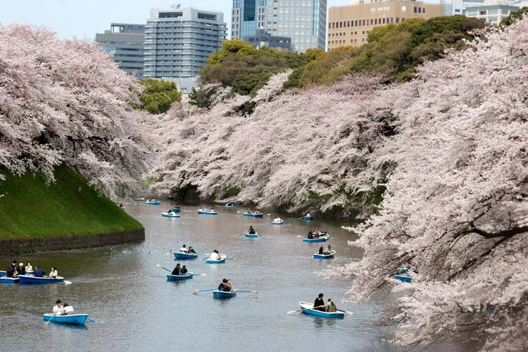 japan-hanami-season (1)