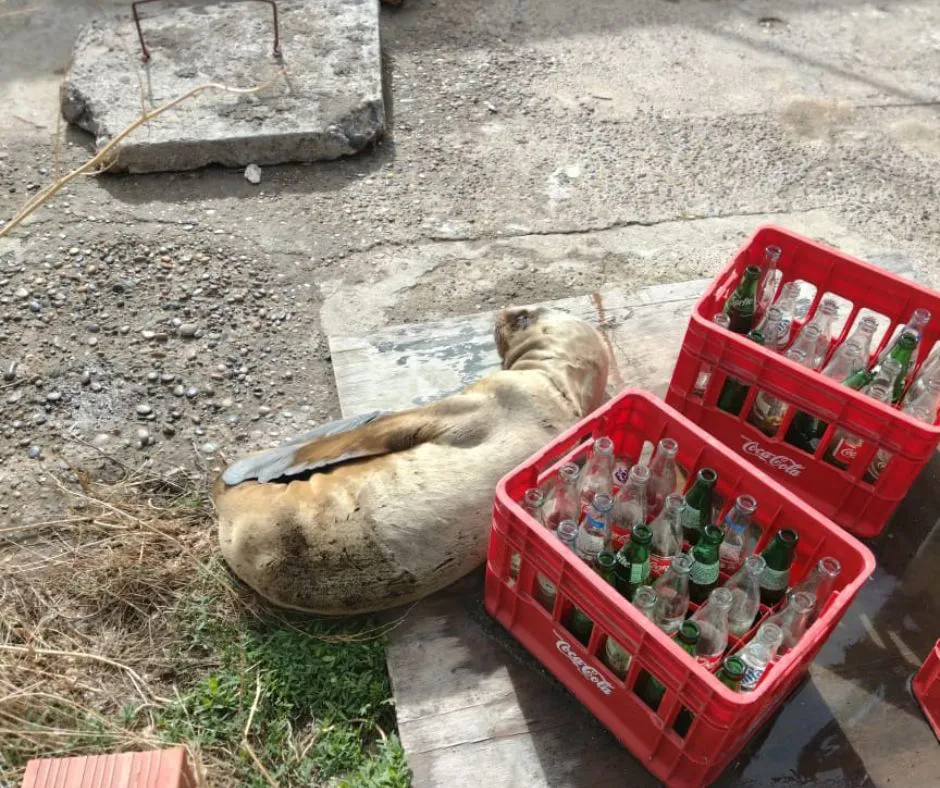 WhatsApp Image 2023-09-02 at 8.32.34 PM (1)