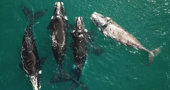 Imagen de WhatsApp 2024-09-09 a las 15.01.45_429286cc