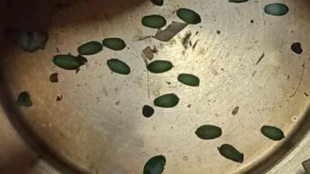 f450x253-256427_272709_6067