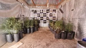 IMG-20241217-WA0153-300x169