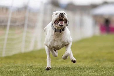 purebred-dogo-argentino-running-lure-260nw-2586998871