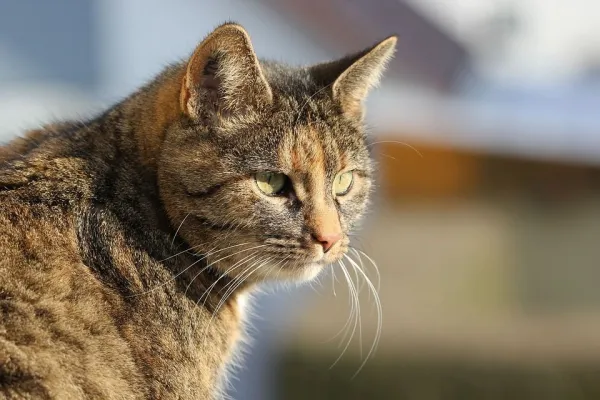 adoptar-gato-callejero