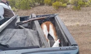 IMG-20240717-WA0002-300x181