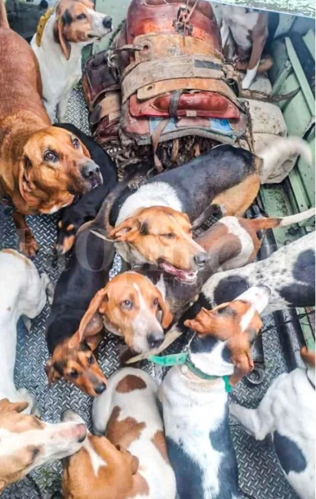 RESCATE-PUESTERO-13-PERROS-ESTANCIA-LA-NUEVA-ARGENTINA-4-461x728
