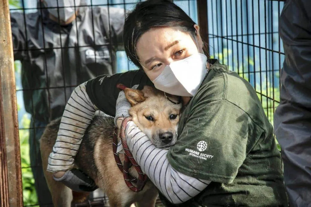 prohibicion-consumo-de-carne-de-perro-en-corea-del-surjpg