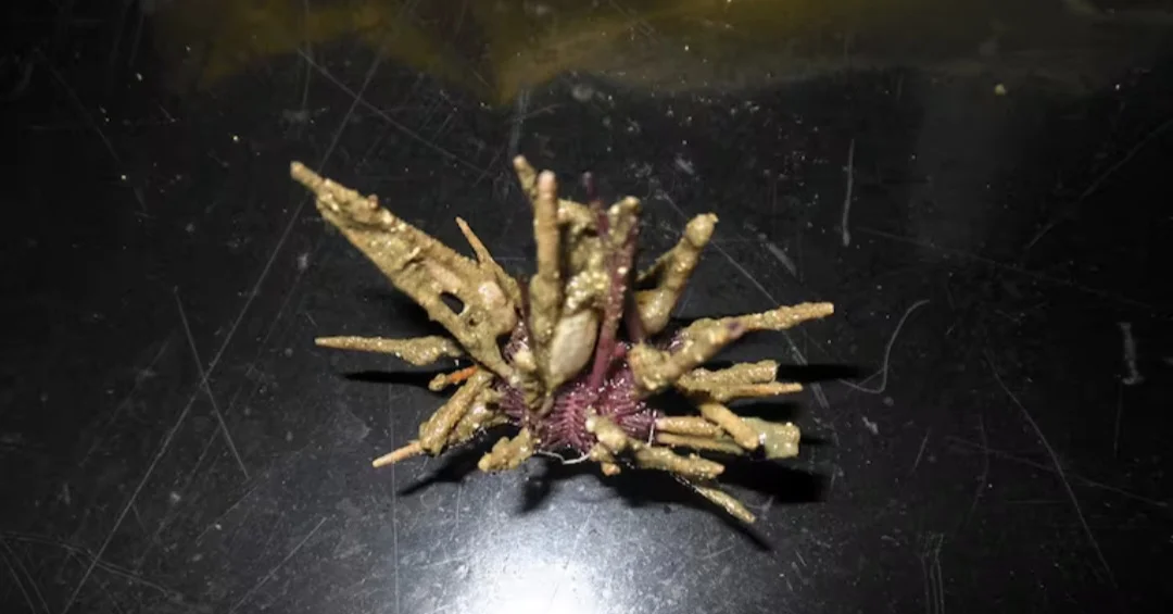 Screenshot_20260329_112531_Facebook