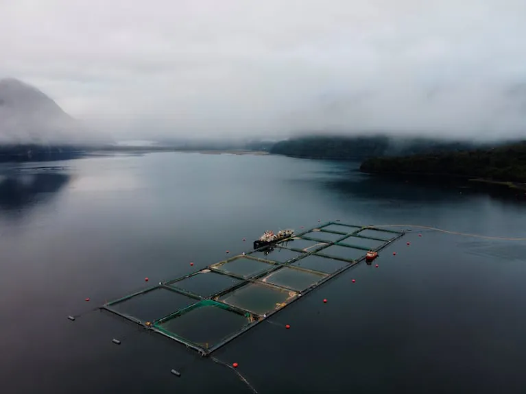 una-granja-de-salmon-en-mar-abierto-en-los-lagos-chile-foto-reuters-UV74DIAKENGMXEAJ3YYCOTYBNU