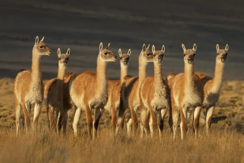 Guanaco_Ingo_Arndt-01