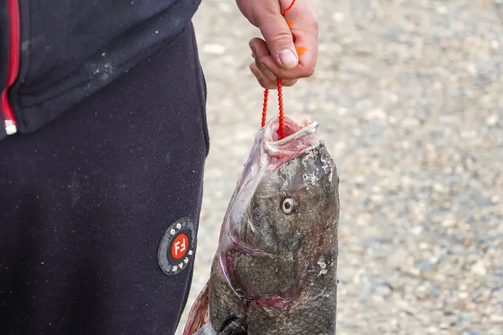 FB_IMG_1764620624307