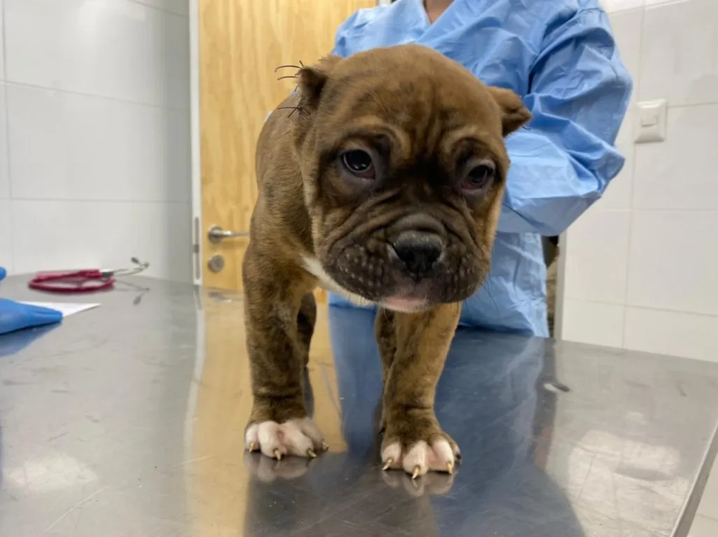 maltrato-animal-perrito-1026x768