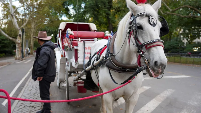 la-imagen-muestra-a-un-caballo-con-una-carroza-en-central-park-foto-efe-angel-colmenares-ZGUGYO3E5BBZNNIYBEM35OL4ZQ