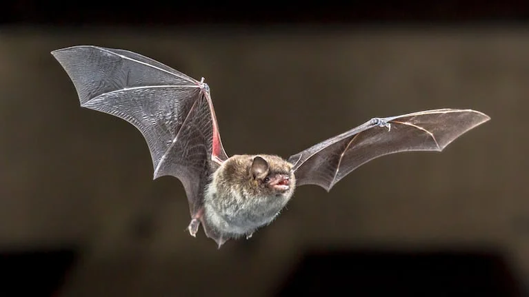 de-acuerdo-con-el-estudio-cientifico-hay-cuatro-especies-que-tienen-un-mayor-riesgo-de-transmision-de-virus-foto-adobe-stock-XGRX2EAVIFDTPDXRCNAVREVWD4