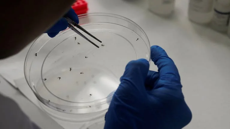 brasil-suspende-la-aplicacion-de-la-vacuna-contra-el-dengue-foto-de-archivo-reuters-XMGPTEJPJRBMRGUMOLHC2DKAU4