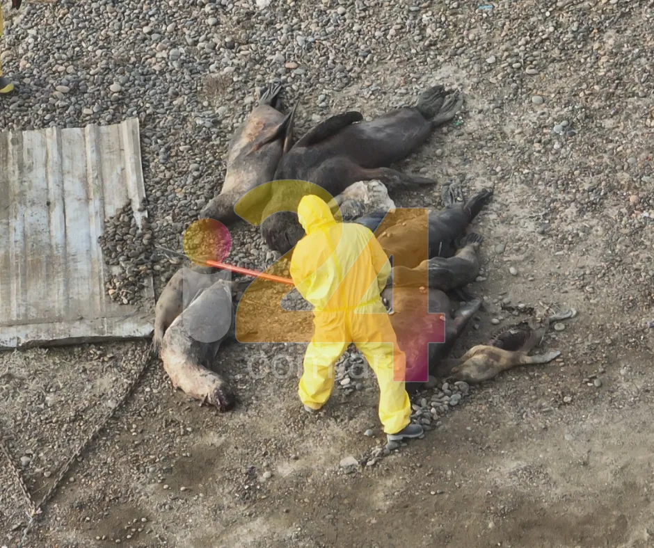 Diseño sin título (8)