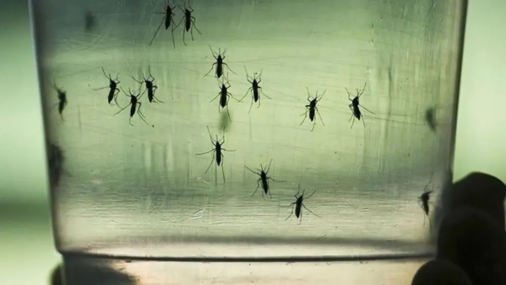 Dengue