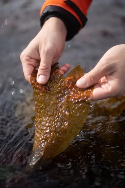 WhatsApp_Image_2024-07-02_at_12.54.49_4