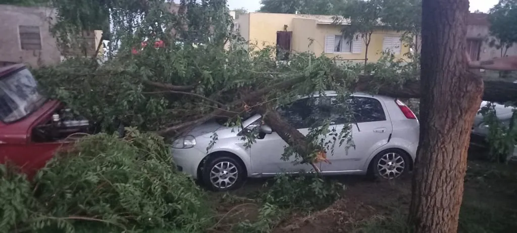 caida de arboles en tormenta de la pampa