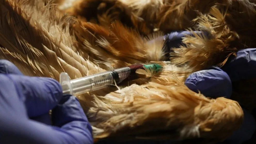 696a24f1db1e0_992_558!