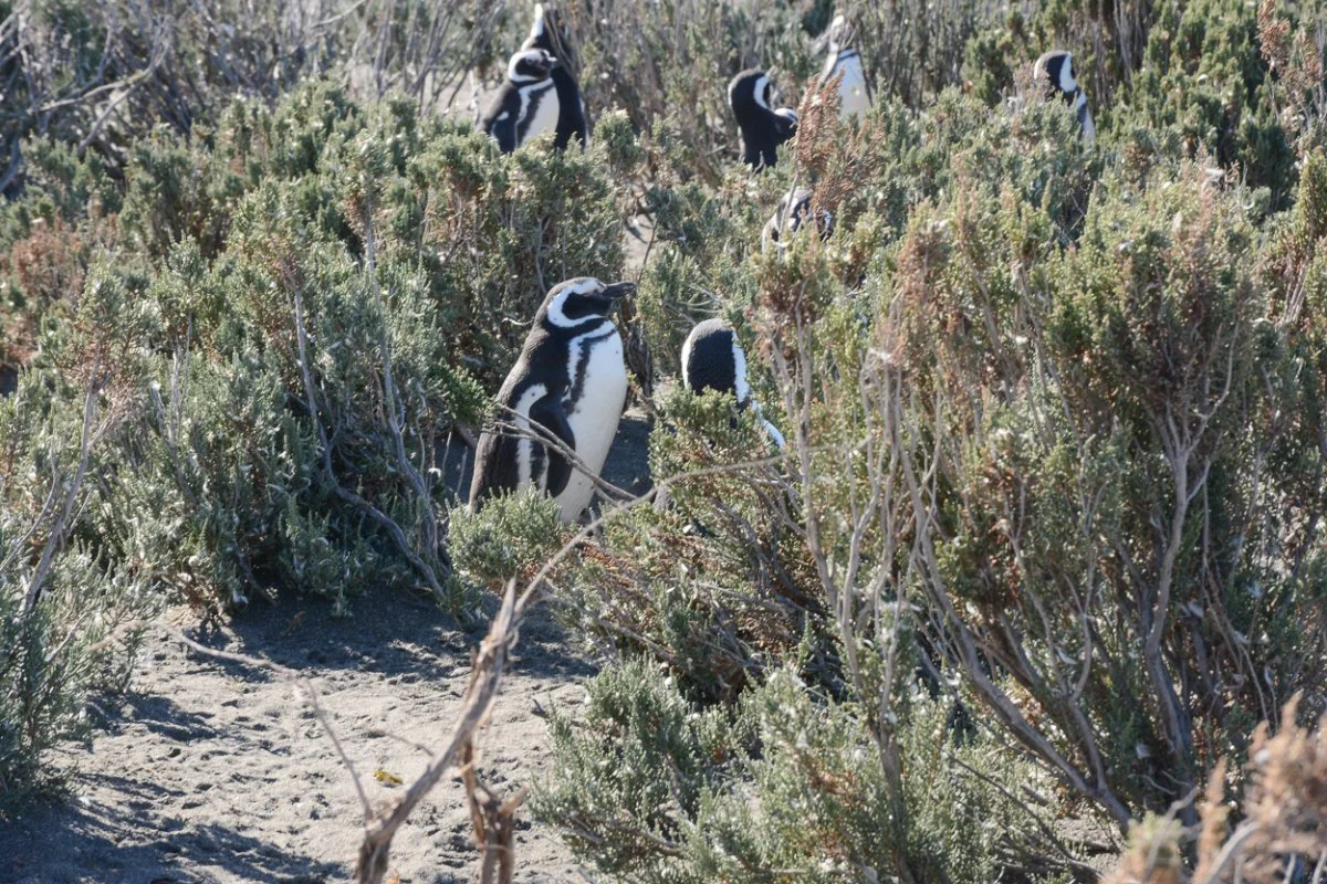 20260915_CABO_VIRGENES__10_