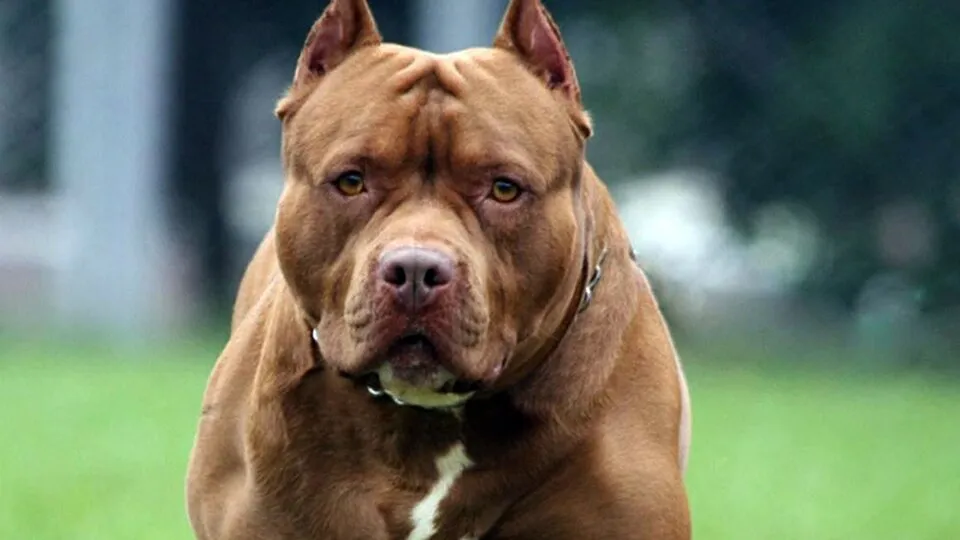 663509-47214-pitbull_0