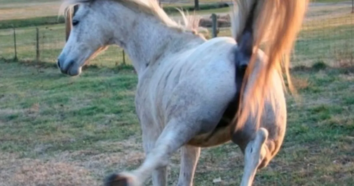 caballo-pateandojpg