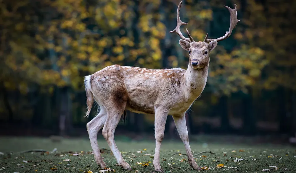 1703600623508Virus-ciervo-zombie