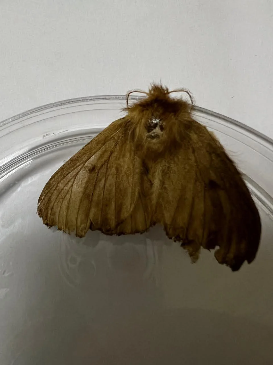 FB_IMG_1775179869616