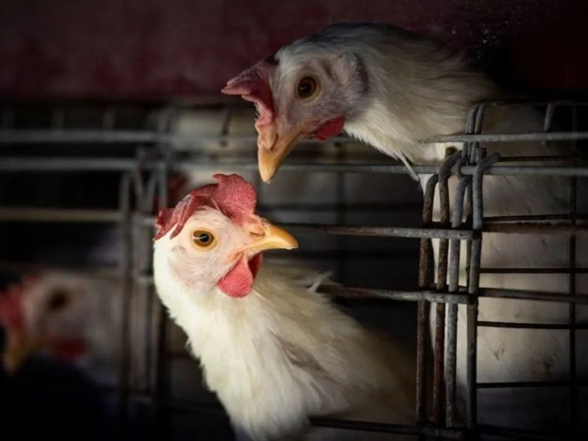 50510-argentina-suspende-las-importaciones-de-pollo-desde-brasil-por-un-brote-de-gripe-aviar