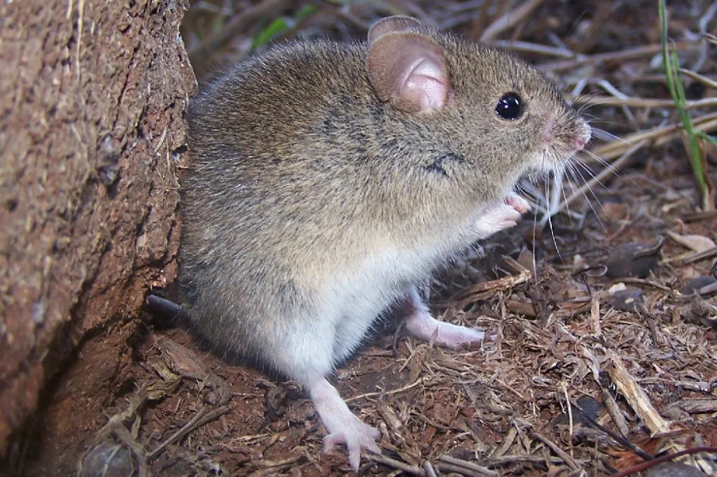 Calomys-callosus-1024x682