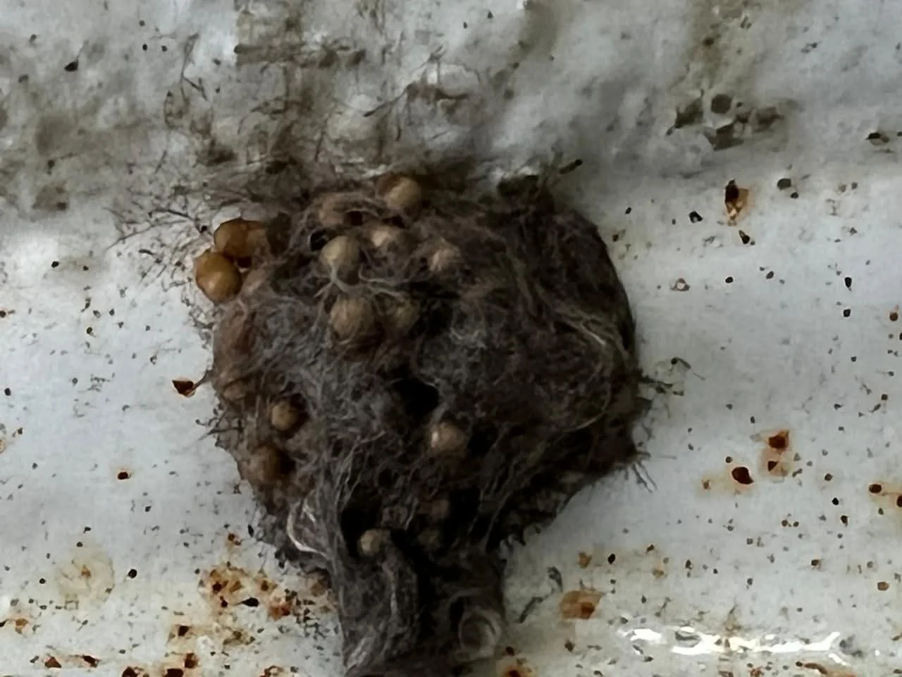 FB_IMG_1775179872238