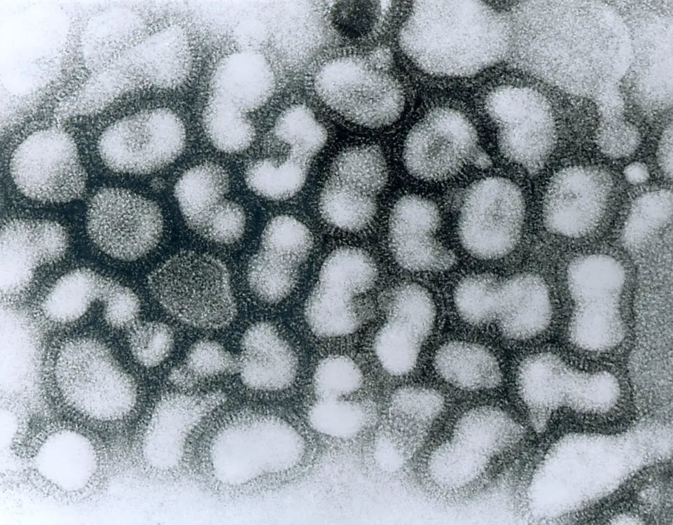 gripe aviar virus