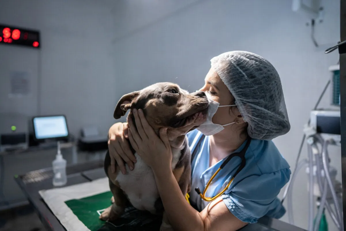 veterinario