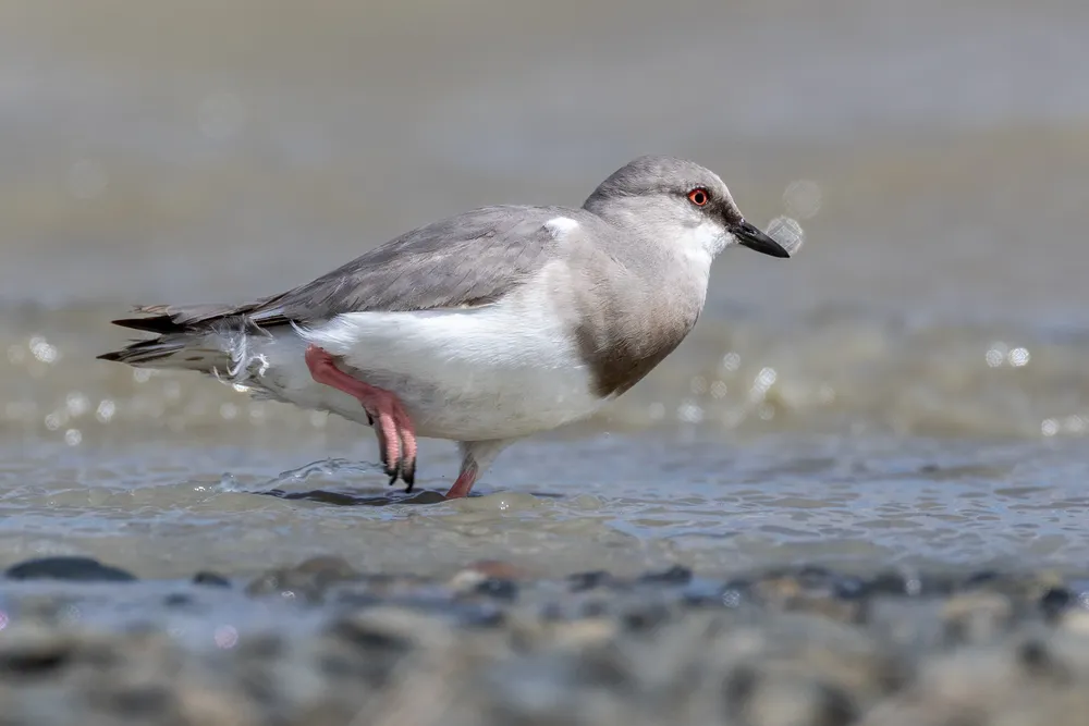 Magellanic_Plover_(Pluvianellus_socialis)_in_Tierra_del_Fuego