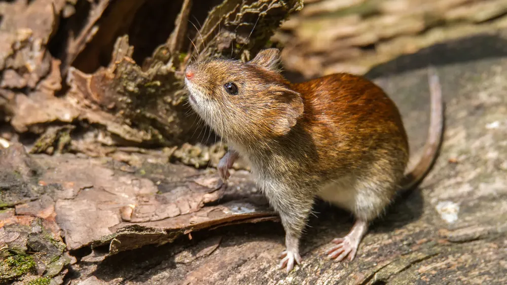 Rata Hantavirus