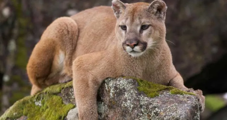 fauna-de-patagonia-752x400