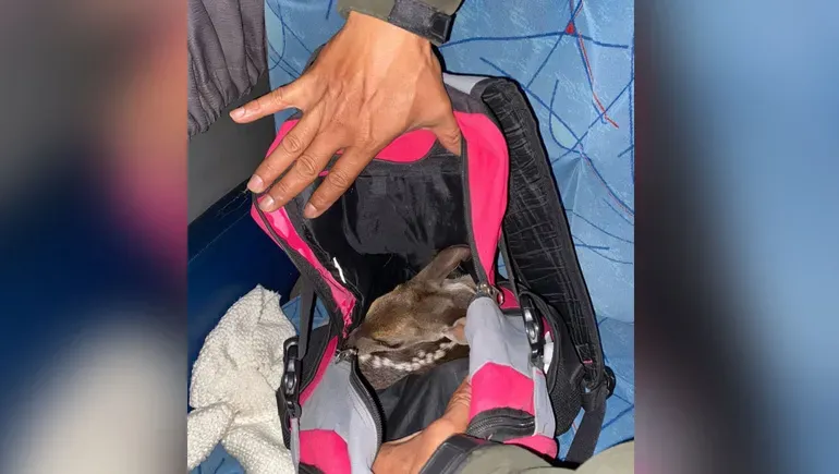 ciervo-rescate-gendarmeria-nacional-formosa-1