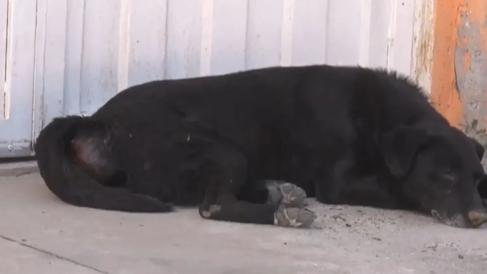 Diseño sin título (8)