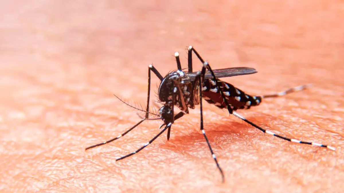 Dengue1200