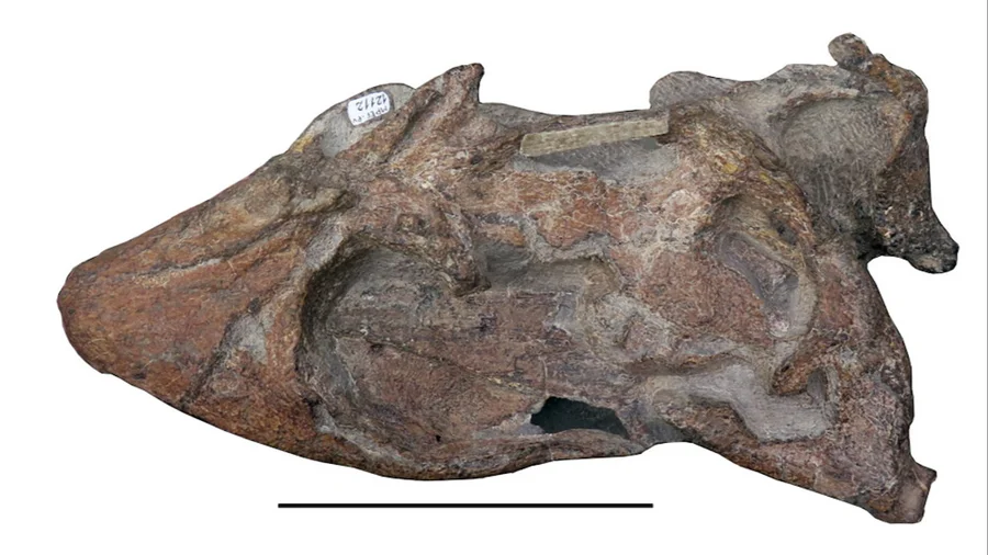 dinosaurio1