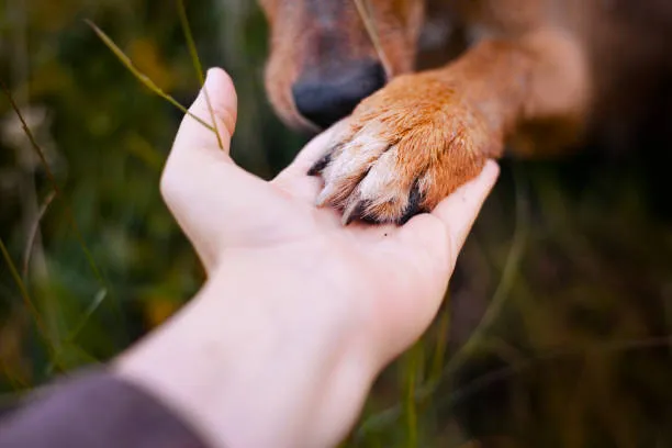 Dia del animal