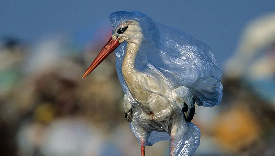 El-plastico-y-las-aves-marinas-9
