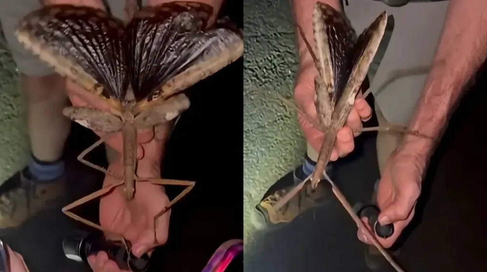 hallazgo-historico-cientificos-descubren-un-insecto-gigante-de-40-cm-y-44-gramos-foto-captura-de-video-AOBSX6RW3BDR5PULGBPTGDQHUE