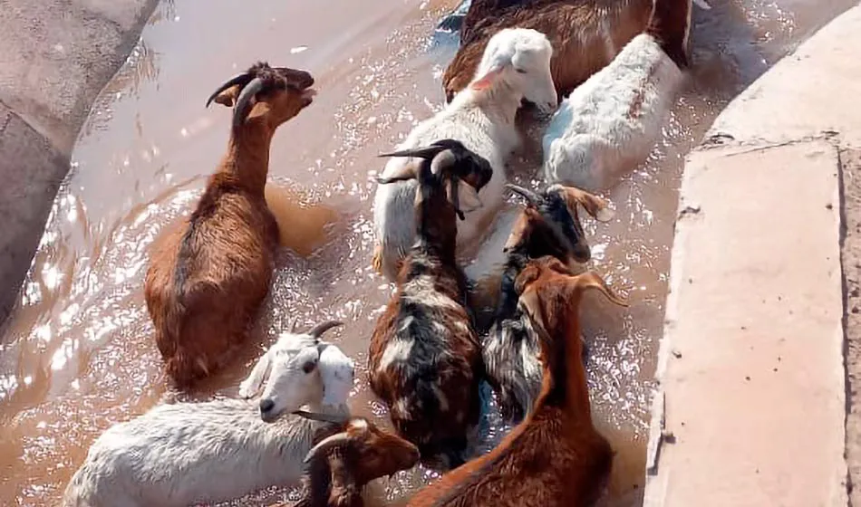 destacada-Denuncian-un-desastre-ecologico-por-un-acueducto-en-Santiago-del-Estero-Gentileza-Vidosa-Javier-Ignacio