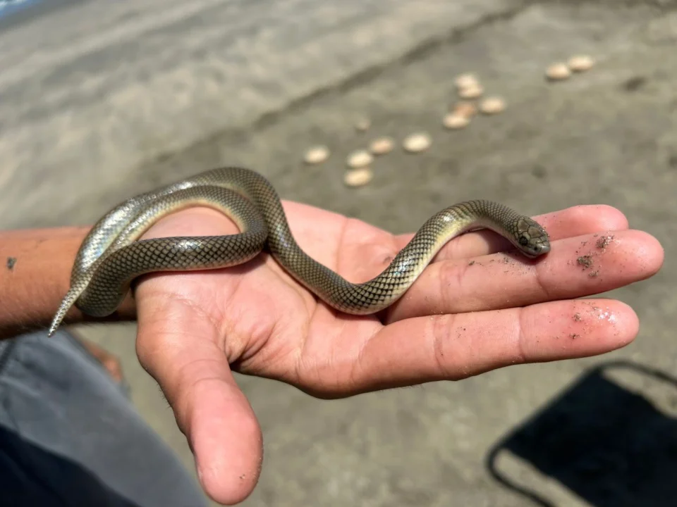 culebra