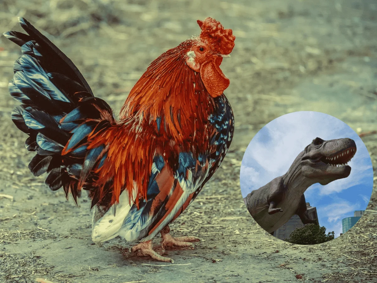 cientxficos_quieren_xrevivirx_a_un_dinosaurio_a_travxs_de_un_pollo_version1730767917673.png_2125252216