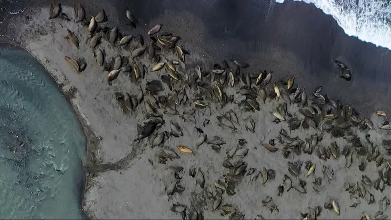 focas-marinas-antartida-jpeg.