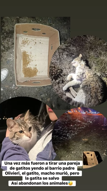 perro-y-gatos-abandonados1-410x728