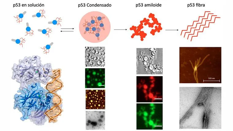 conicet-descubrimiento-genoma-cancer-2